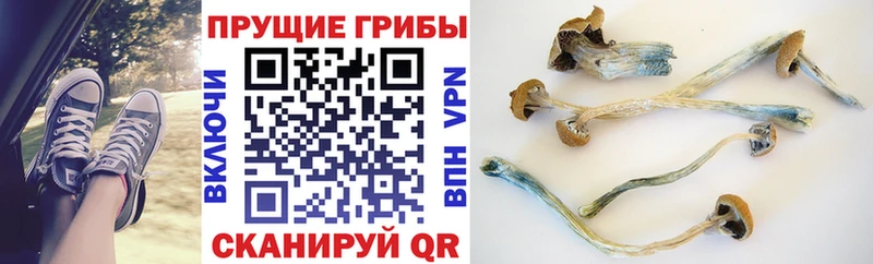 Галлюциногенные грибы прущие грибы Выборг